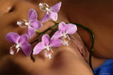 Nata - Orchid in the Night 532ejx3aol